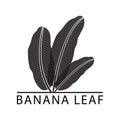 Banana silhouette leaf logo