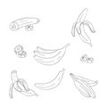 Banana single and bunch outline illustrations set