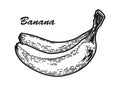 Banana sketch engraved