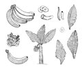 Banana sketch set illustration with leaves,tree,bananas fruits.Detailed botanical style sketch. Tropical fruit and tree Royalty Free Stock Photo
