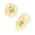 Banana slices. Watercolor botanical illustration of round pieces of yellow Fruit. Hand drawn clip art isolated on white