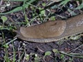 Banana Slug Royalty Free Stock Photo