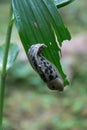 Banana Slug Eating Leaf Royalty Free Stock Photo