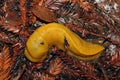 Banana Slug (Ariolimax californicus) Royalty Free Stock Photo