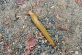 Banana slug Ariolimax columbianus Royalty Free Stock Photo