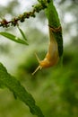 Banana Slug Attempts To Turn Around At The End Of A Leaf Royalty Free Stock Photo