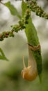 Banana Slug Begins To Turn Around While Hanging On Green Leaf Royalty Free Stock Photo