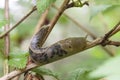 Banana slug Royalty Free Stock Photo