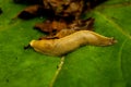 Banana Slug Crawls Across Giant Green Leaf Royalty Free Stock Photo