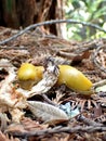 Banana Slug Eating a Mushroom