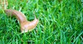 Banana slug on grass