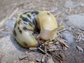 Banana Slug, latin name Ariolimax, Olympic National Park, USA Royalty Free Stock Photo