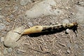 Banana Slug, latin name Ariolimax, Olympic National Park, USA Royalty Free Stock Photo