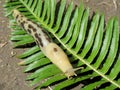 Banana Slug, latin name Ariolimax, Olympic National Park, USA Royalty Free Stock Photo