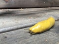Banana slug Royalty Free Stock Photo