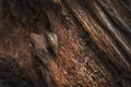 Banana Slug slithering over fallen wood