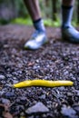 Banana slug at your feet Royalty Free Stock Photo