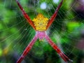 Banana Spider Royalty Free Stock Photo