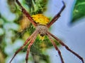 Banana spider Royalty Free Stock Photo