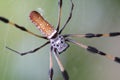 Banana spider on web closeup