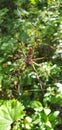 Banana spider on a web in the forest