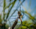 Banana Spider on a web