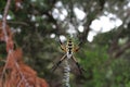 Banana Spider