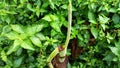Banana stem shoots among lush leaves