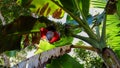 A banana that still has a banana heart Royalty Free Stock Photo