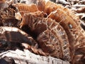 Banana stump fibers in full frame and closeup for backgrounds. Royalty Free Stock Photo