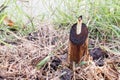 Banana stump in ground for new growth Royalty Free Stock Photo