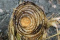 Banana stump. Royalty Free Stock Photo