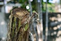 Banana stump Royalty Free Stock Photo