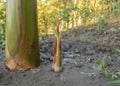 Banana suckers near the pseudostem of the mother plant