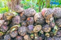 Banana suckers under the ground is a big rhizome called the corm