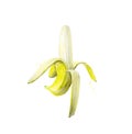 Peeled banana. Sweet food. Tropical fruit. Watercolour illustration isolated on white background.