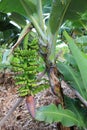 Banana tree plantation in Australia