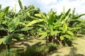 Banana tree