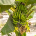 Banana tree Royalty Free Stock Photo