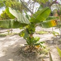 Banana tree Royalty Free Stock Photo