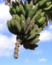 Banana Tree