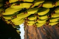 Banana Tree