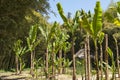 Banana tree in Anduze