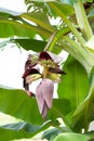 Banana tree with baby bananas Royalty Free Stock Photo