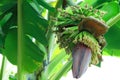 Banana tree with baby bananas and flower. Royalty Free Stock Photo