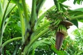 Banana tree with baby bananas and flower. Royalty Free Stock Photo