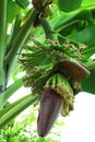 Banana tree with baby bananas and flower. Royalty Free Stock Photo