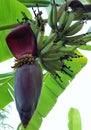 Banana tree banana bloossom Royalty Free Stock Photo