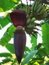 Banana tree banana bloossom Royalty Free Stock Photo