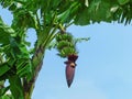 Banana Tree with Banana Blossom and Green Fruits Royalty Free Stock Photo